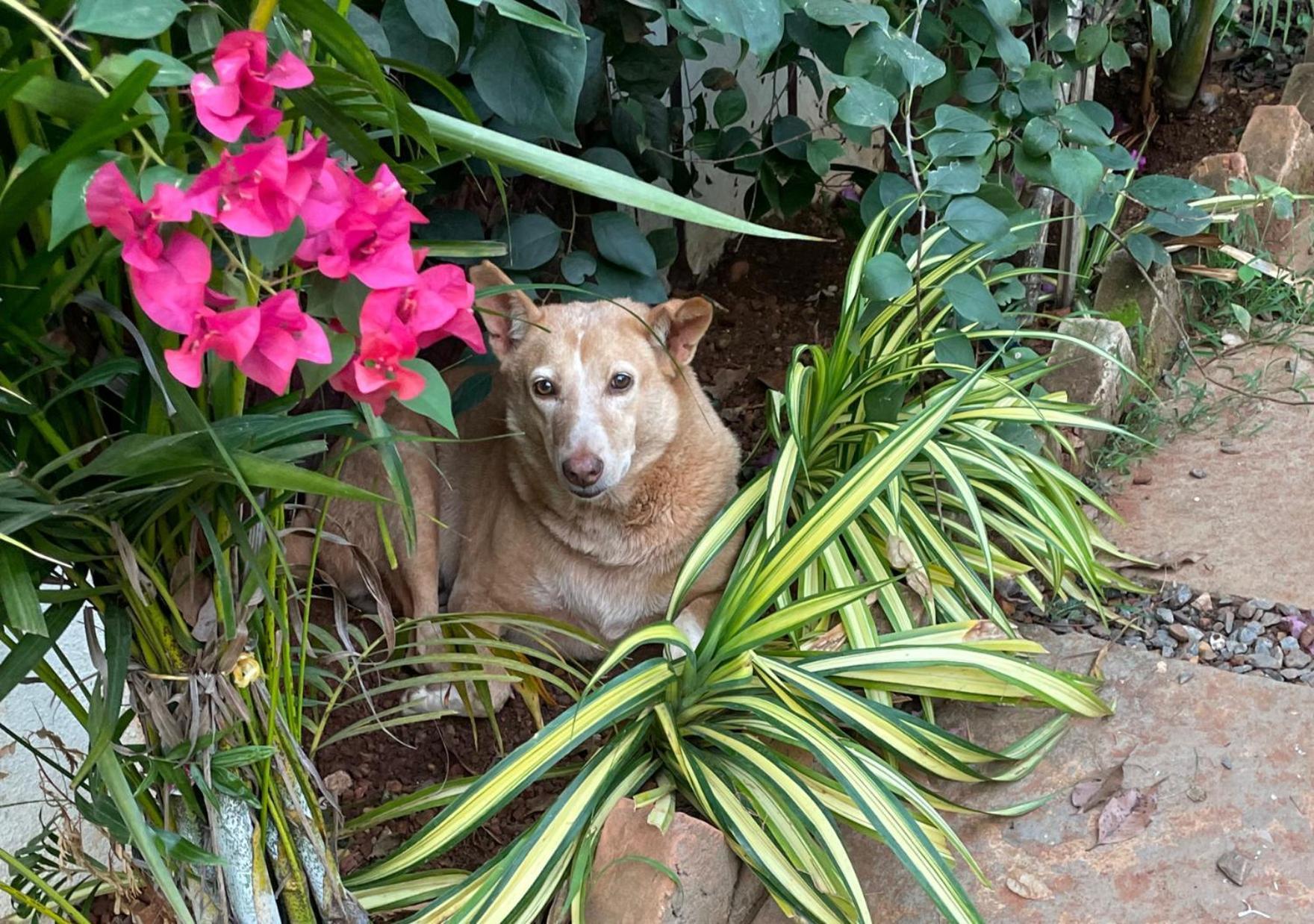 Hotel Hippie Paws Mandrem Zewnętrze zdjęcie